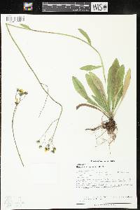 Hieracium caespitosum image