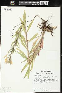 Oenothera clelandii image