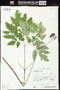 Actaea rubra image