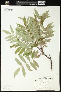 Sorbus americana image