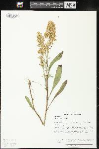 Solidago speciosa image