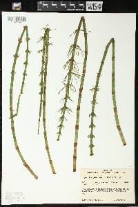 Equisetum fluviatile image