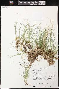 Carex disperma image