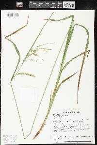 Carex gynandra image