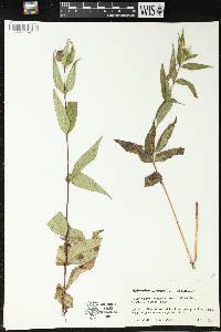 Helianthus divaricatus image