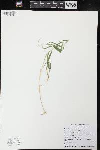 Muhlenbergia sobolifera image