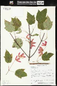 Acer spicatum image