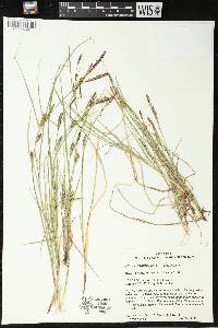 Carex tetanica image