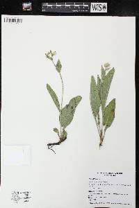 Parthenium integrifolium image