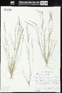 Aristida basiramea image