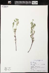 Phacelia hirsuta image