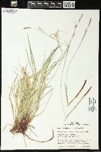 Carex woodii image