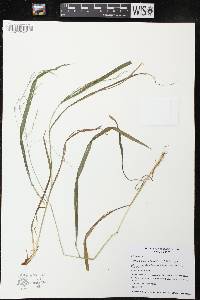 Festuca subverticillata image