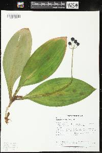 Clintonia borealis image