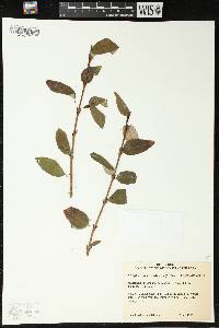 Shepherdia canadensis image