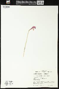 Arethusa bulbosa image