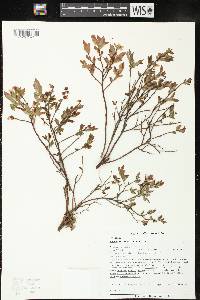 Vaccinium angustifolium image