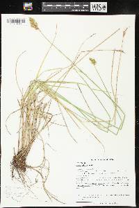 Carex adusta image