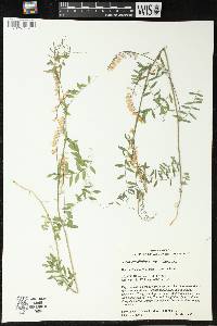 Vicia caroliniana image