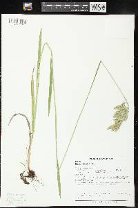 Bromus kalmii image