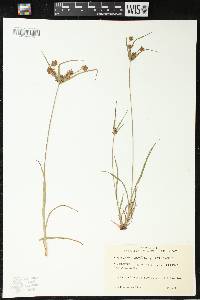 Cyperus houghtonii image