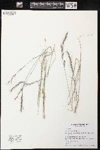 Aristida purpurascens image