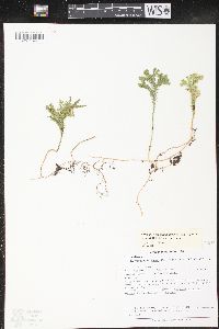 Dendrolycopodium hickeyi image