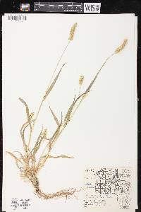 Pennisetum glaucum image