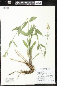 Silene latifolia image