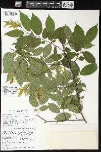 Carpinus caroliniana subsp. virginiana image