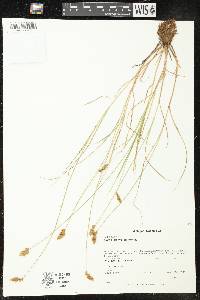 Carex crawfordii image