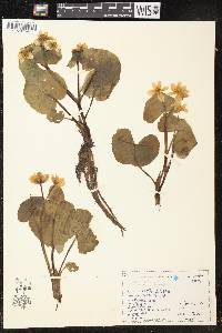 Caltha palustris image