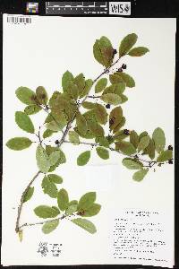 Ilex mucronata image