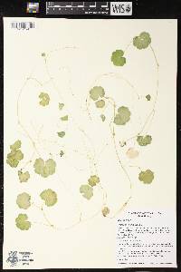 Hydrocotyle americana image