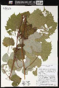 Vitis aestivalis var. argentifolia image