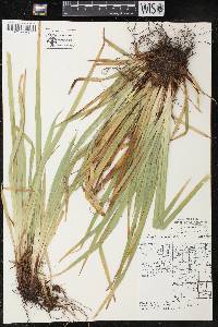 Carex arctata image