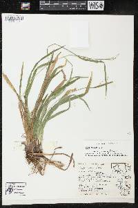 Carex arctata image