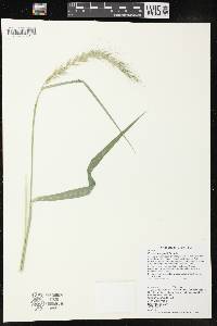 Elymus wiegandii image