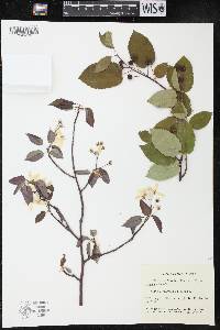 Amelanchier laevis image