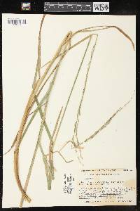 Glyceria septentrionalis image