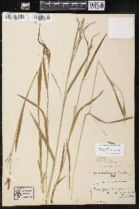 Carex leptonervia image