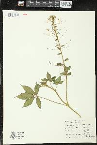 Image of Tarenaya psoraleifolia
