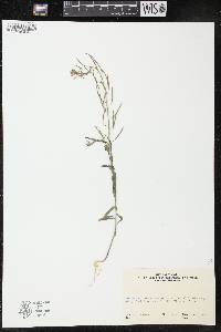 Erysimum cheiranthoides image