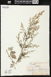 Artemisia annua image