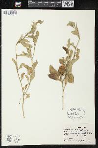 Physalis angulata image