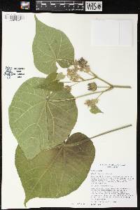 Abutilon theophrasti image