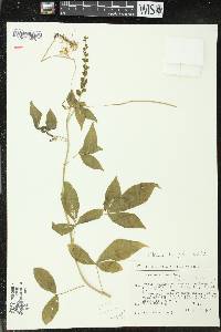 Tarenaya spinosa image