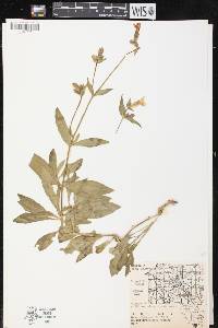 Silene latifolia image