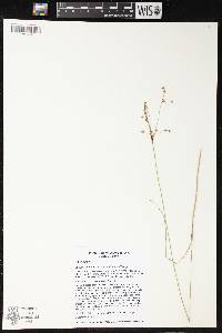 Juncus anthelatus image