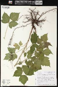 Rubus caesius image